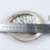 Pure natural deep sea carving and polishing raw abalone shell paua shell in low price