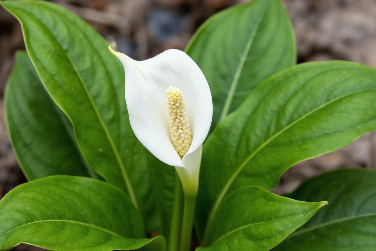how to take care of a peace lily plant
