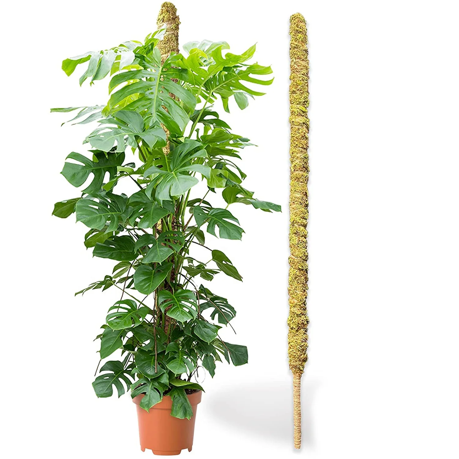 

Climbing Plants Indoor Moss Stick for Plant Monstera Bendable Real Forest Plant Stakes Moss Pole