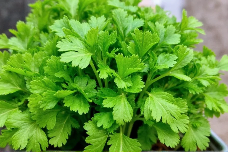 Fresh coriander bunch showing vibrant green leaves and thin stems