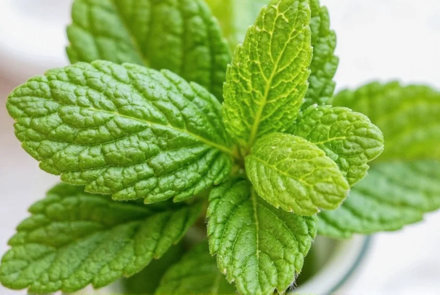 Lemon Balm