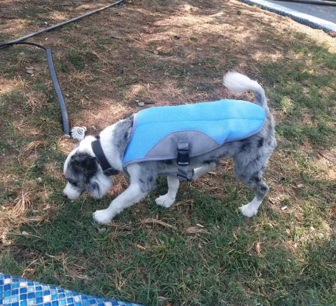 Wholesale Dog Cooling Vest Dog Latest Design Summer Pet Prevent