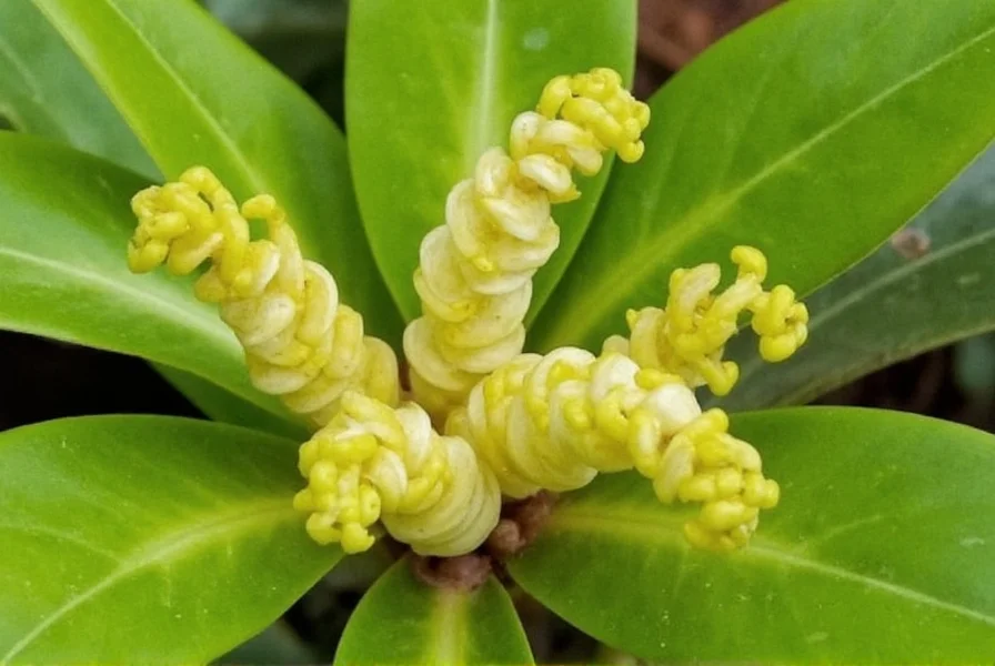 Close-up view of spiral ginger plant showing distinctive spiral leaf arrangement and vibrant red cone-shaped inflorescence against tropical garden backdrop