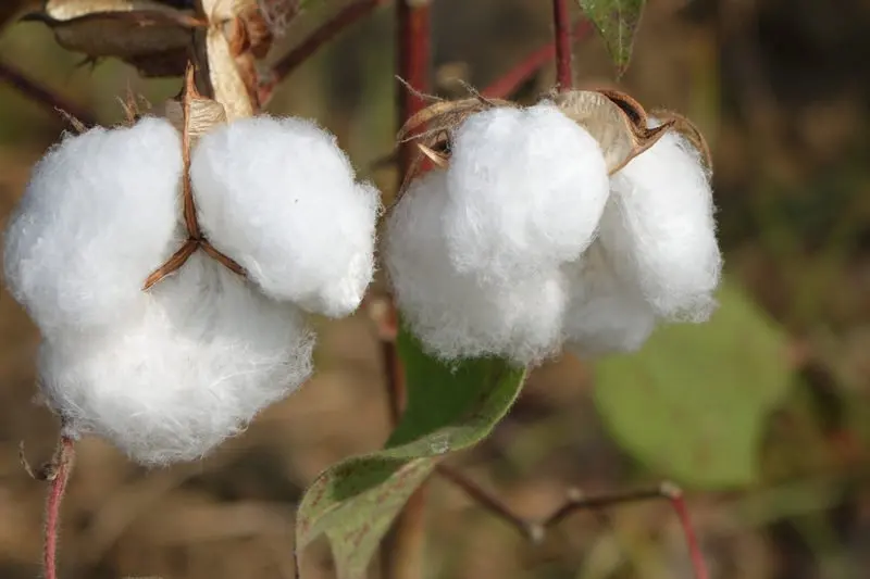 
High quality Raw Cotton 