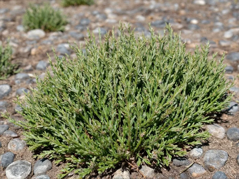 Wild Mountain Thyme Cast: Complete Actor Listing