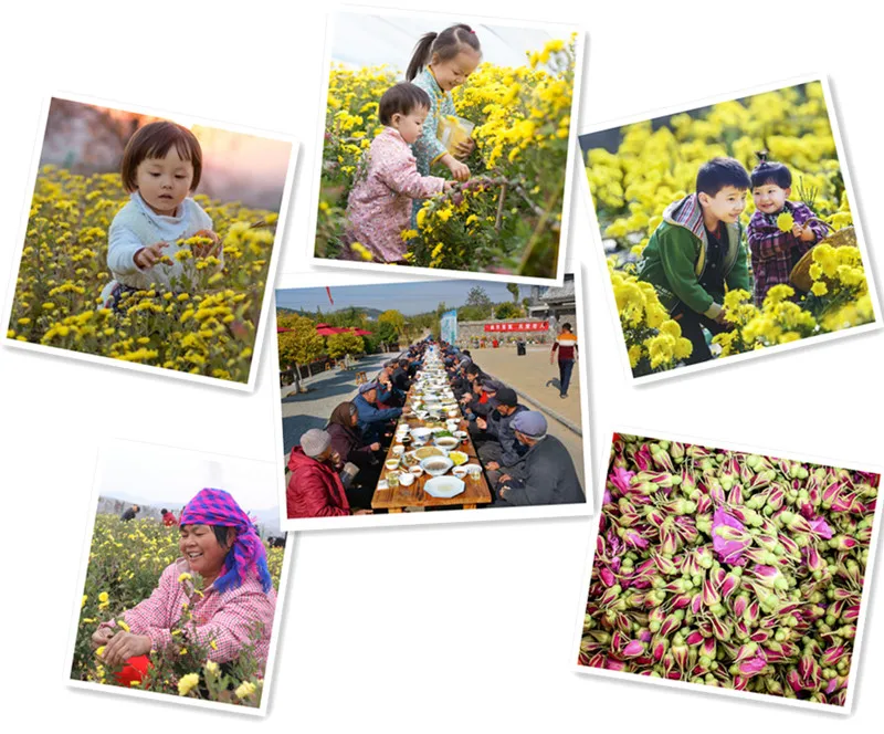 Standard Natural Yellow Chrysanthemum Tea Organic Dried Flower Tea - 4uTea | 4uTea.com