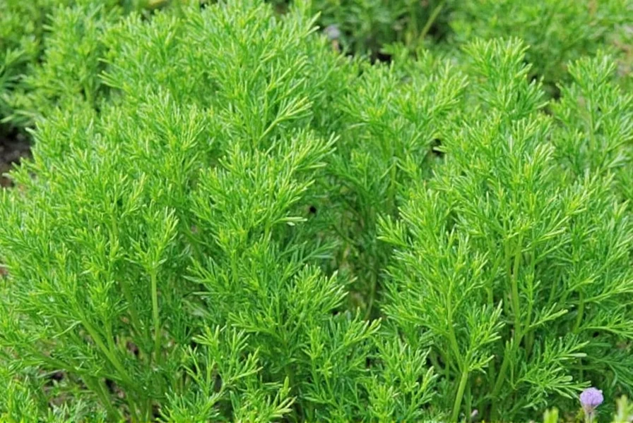 Fresh Dill vs Dill Seeds Comparison