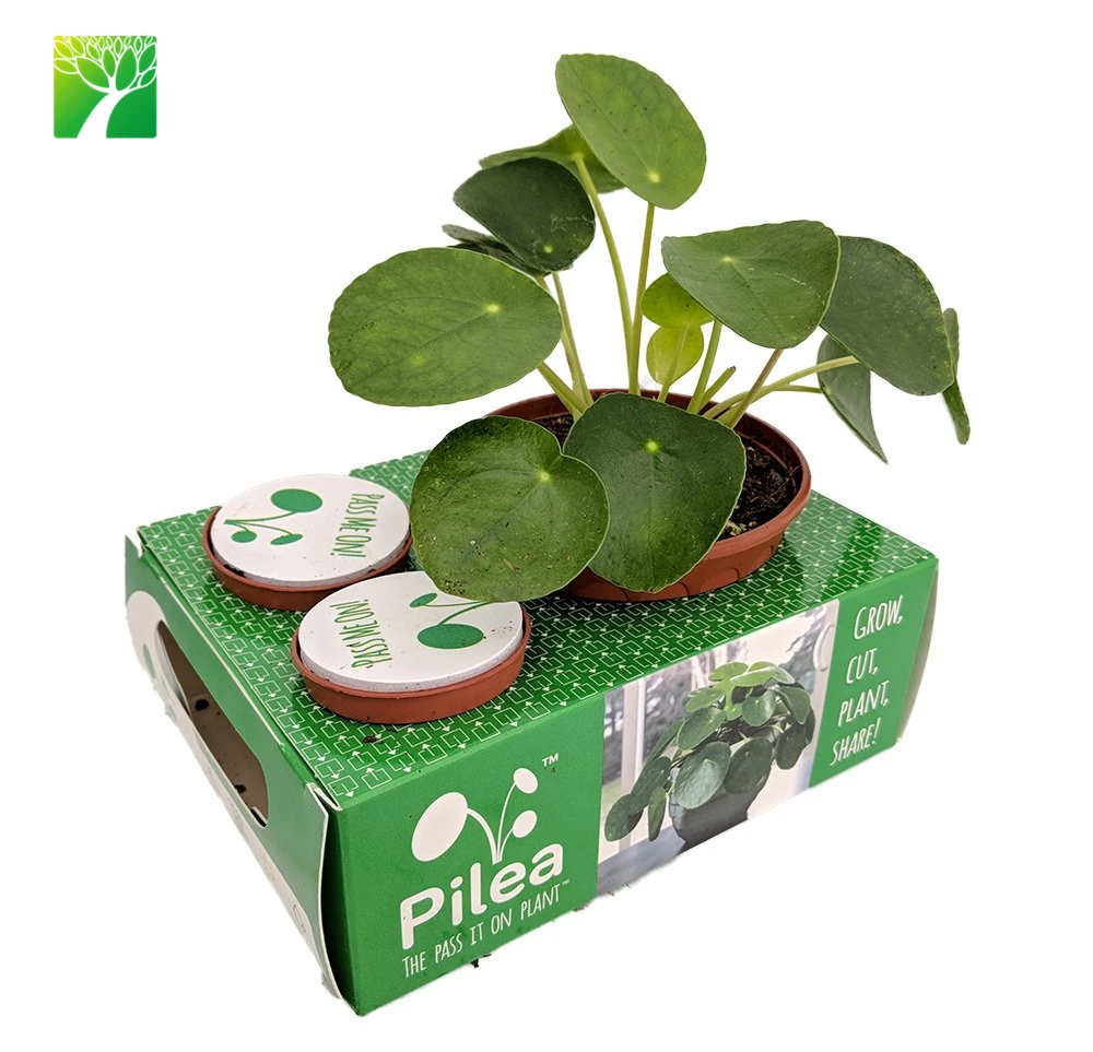 
Wholesale indoor and outdoor Pilea peperomioides Chinese money plant missionary plant live succulent 