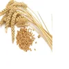 top quality indian Wheat