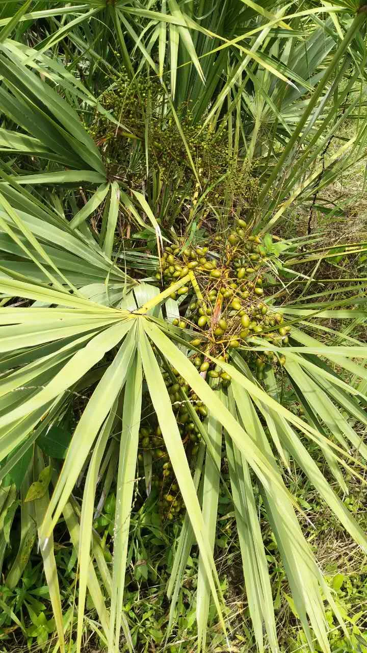 161 Ju Ye Zhong Wholesale Best Price Chinese Herbal Medicine Dried Saw