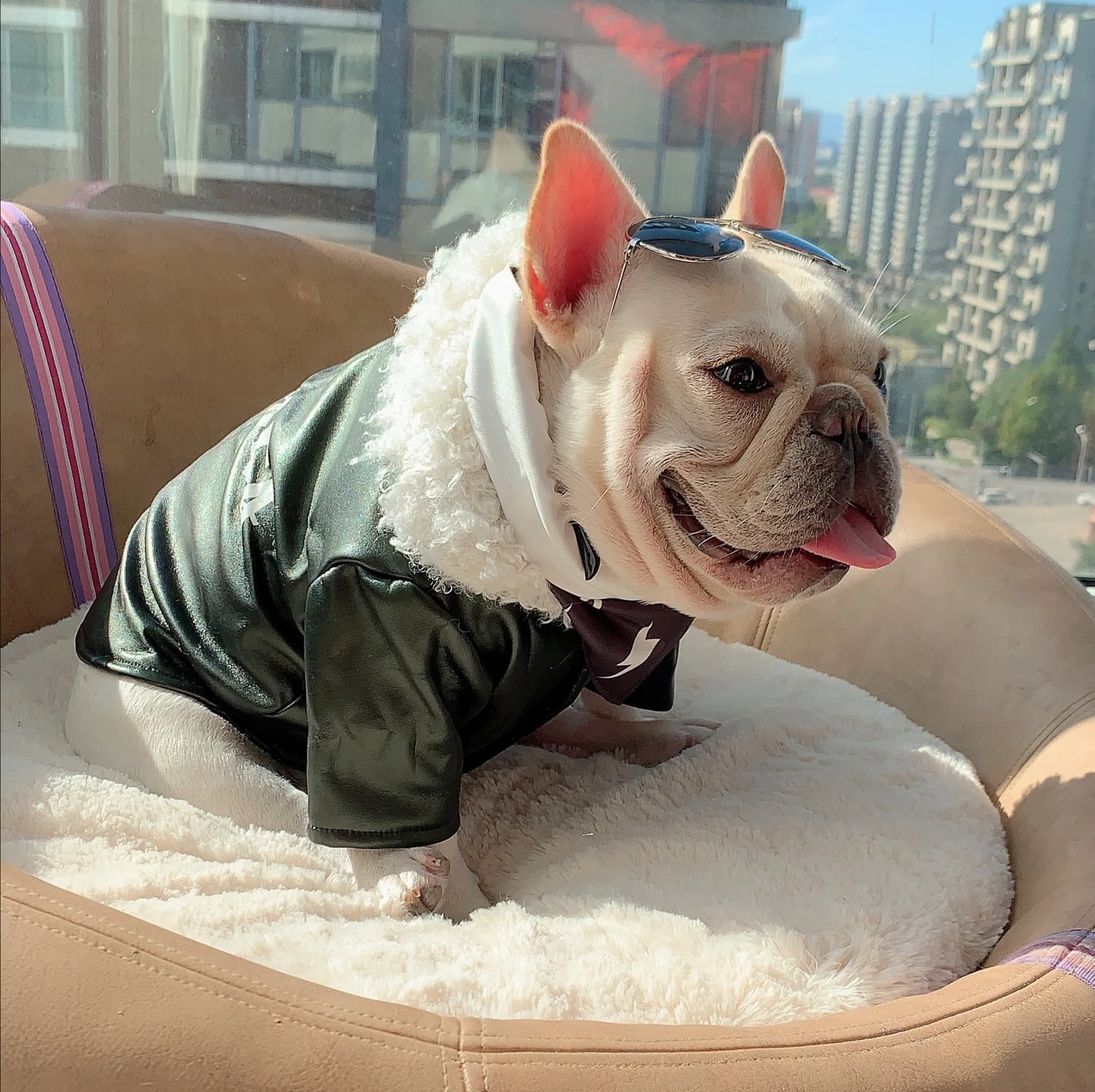 

Hot sale popular new autumn and winter warm lamb fur collar dog fur coat