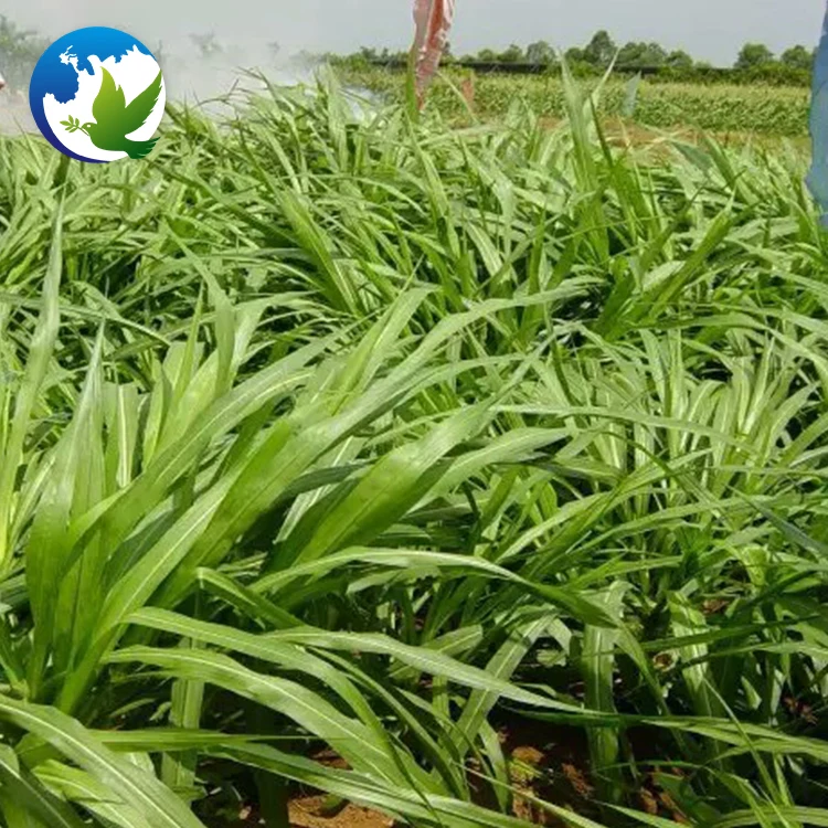 
High Sprouting Rate Fodder Grass Seeds Pasture Seeds Sweet Sorghum Dochna Sorghum Bicolor Seeds 