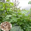 Pao tong Higher germination rate tree flower seeds royal empress tree seeds