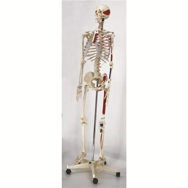 Hot Sale High Quality Pvc 170cm Left Painted Human Skeleton Model Buy