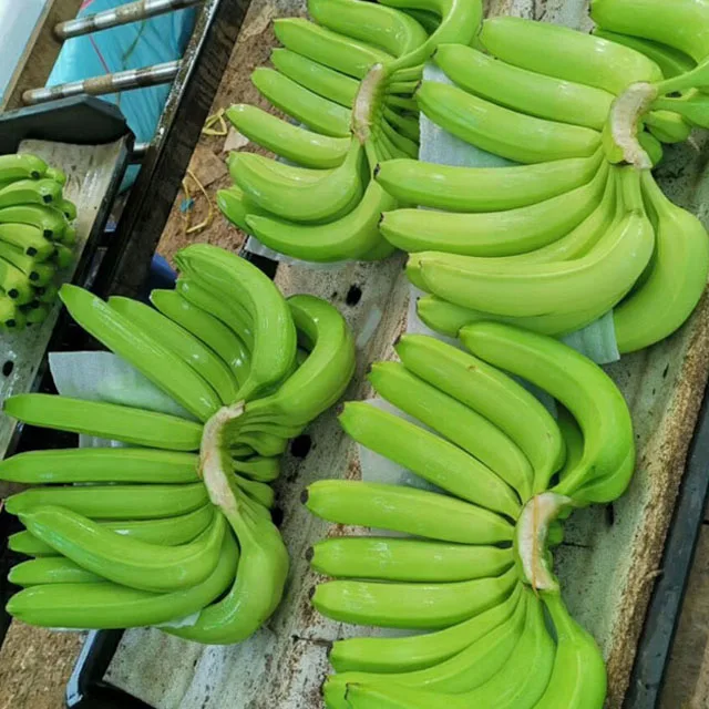 
CROP 2020 Cheap price of cavendish banana origin from Vietnam high quality 