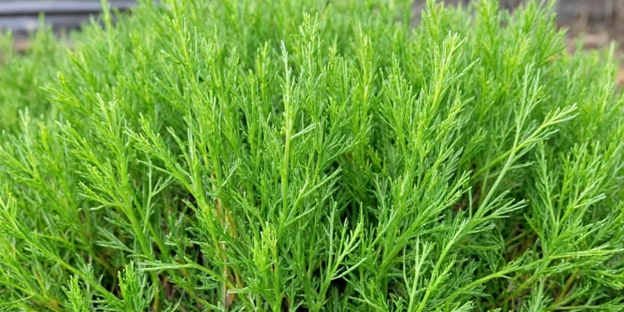 Different dill cultivars in a row