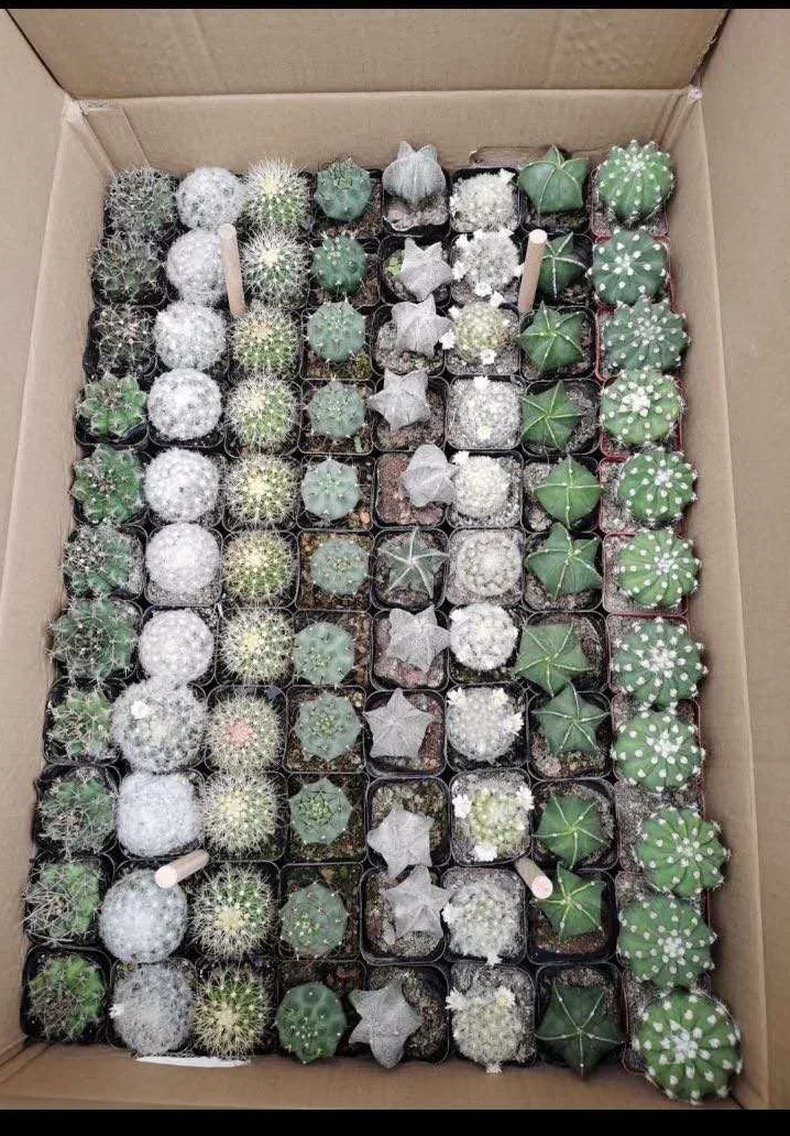 
Cheap price Plants Bonsai decorative Cactus plants mixed mini vareties of cactus plants 