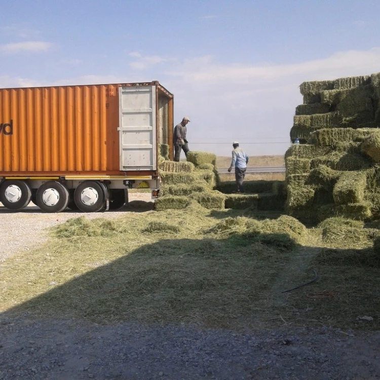 
Alfalfa hay from Turkey 