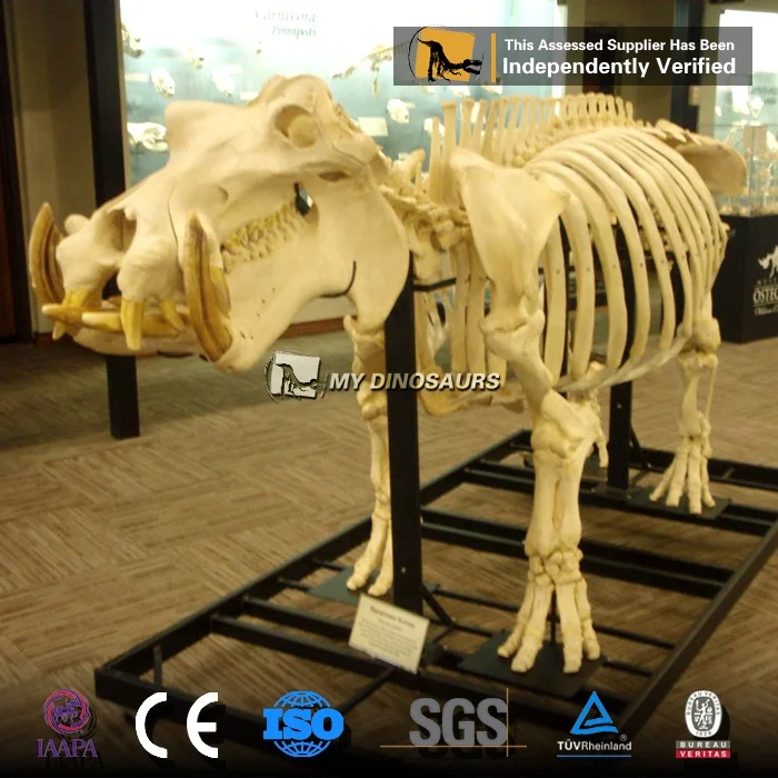 hippo skeleton.jpg