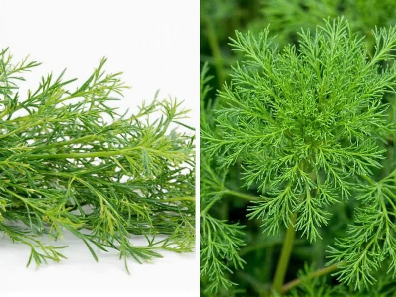 Dill vs Dill Seed: Key Differences Explained