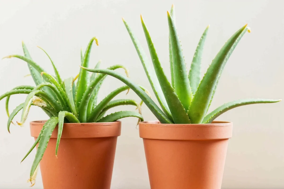 how to plant aloe vera cuttings