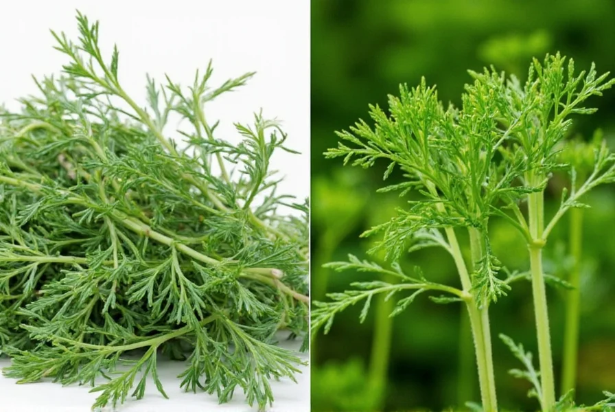 Various dill products on store shelves