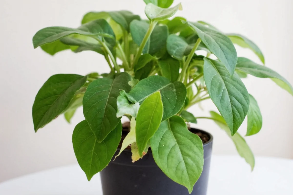 What Does a Money Plant Look Like? Visual Guide & Care Tips