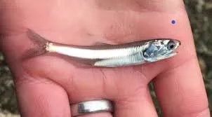 
Dried Whole fish Anchovy fish low sodium no sugar added All natural Fresh 30 grams Made in Thailand 