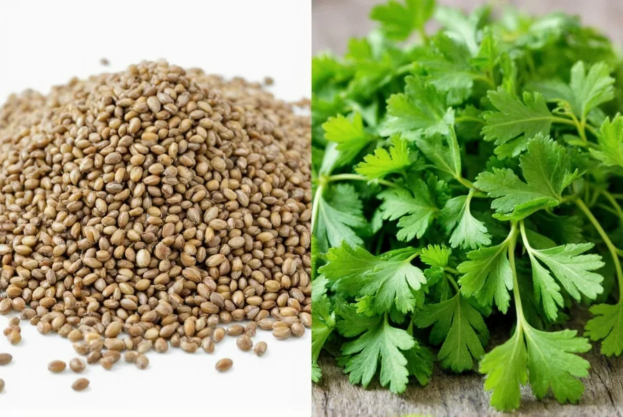 Close-up comparison of whole coriander seeds next to fresh cilantro leaves