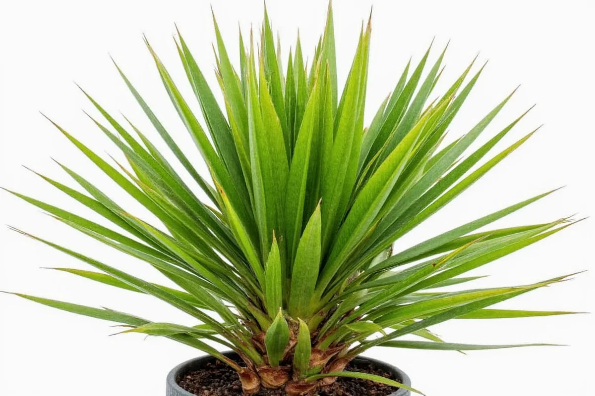 how to care for palm plants