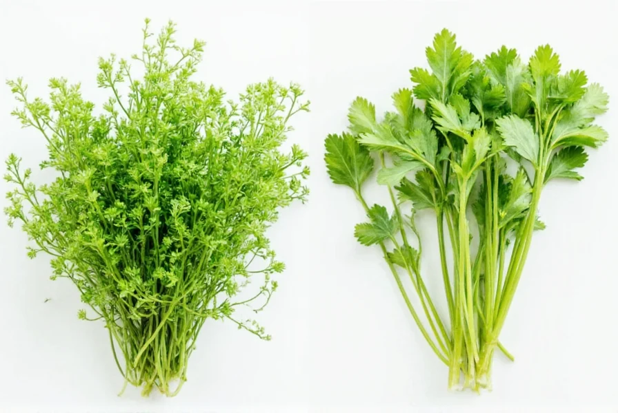 Chef using fresh cilantro in traditional Mexican cooking