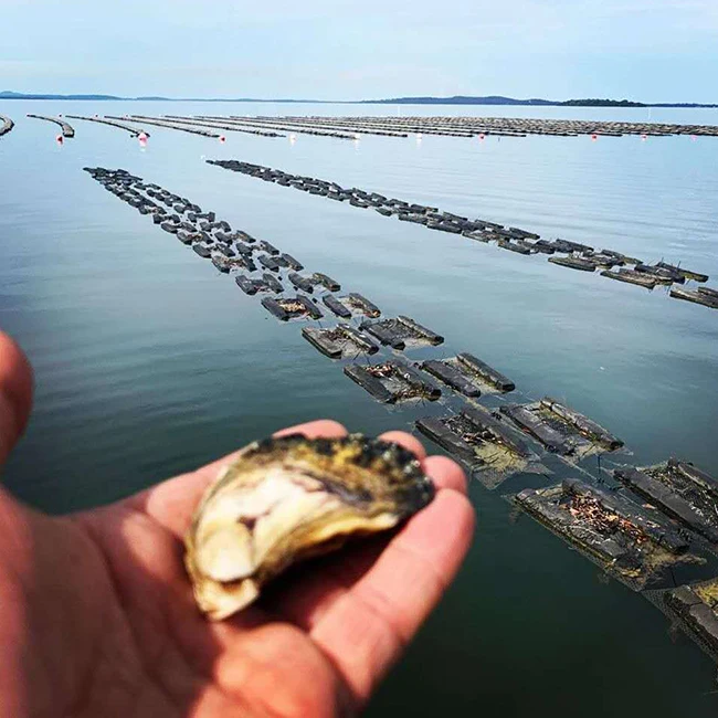 
oyster bags as oyster trap,HDPE Oyster mesh,oyster growing bag 