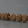Hand picking plumpy meat paper shell walnut