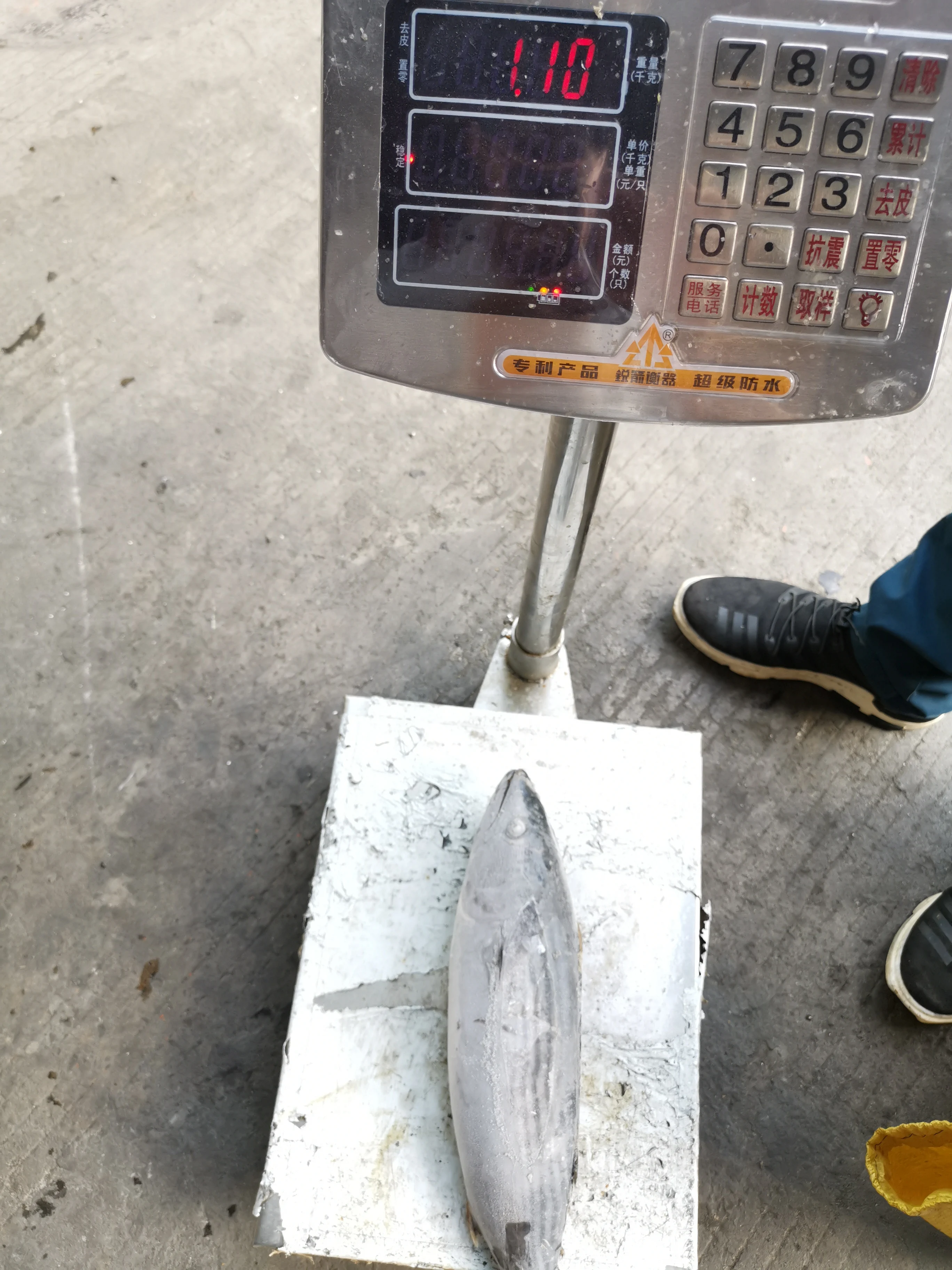 
Fresh Frozen Seafood, Sea Frozen Striped Bonito Fish WR 