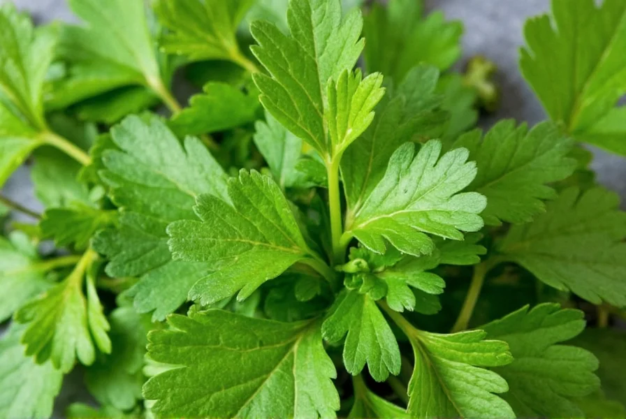 Parsley garnished dish