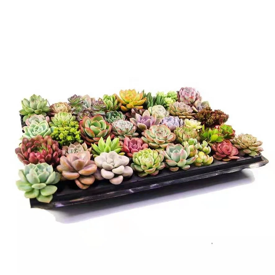 

Cheersee office desk silk bonsai home decor indoor green mini artificial succulent arrangements plants in potted, Customized