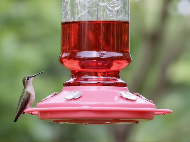 Perfect Homemade Hummingbird Nectar Recipe: Safe & Simple