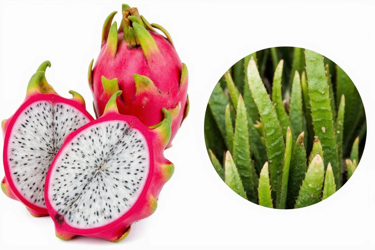 how to take care of a dragon fruit plant