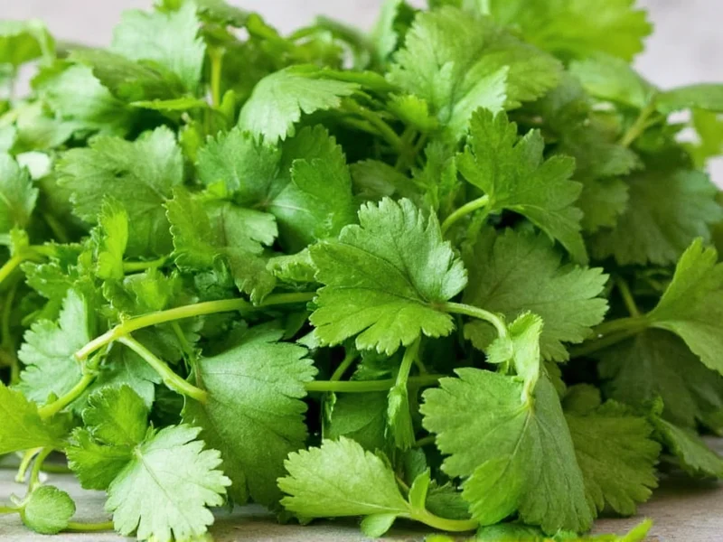cilantro replacements