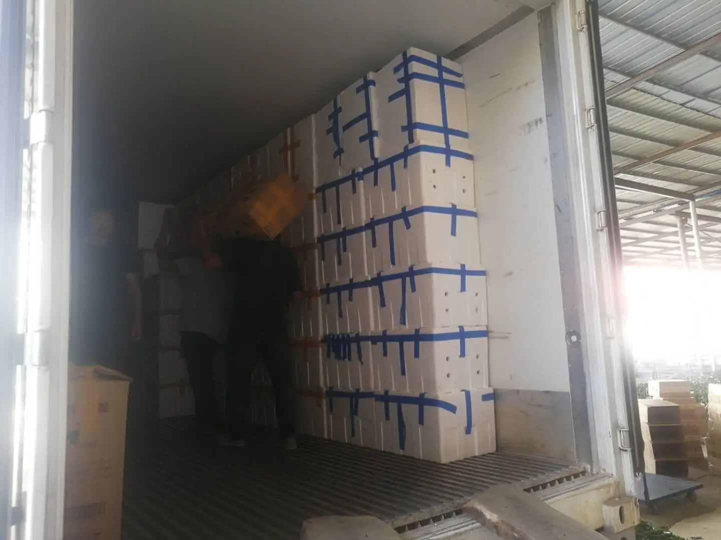 
Factory Plant supplier Hot Red Green Red Fresh Chilli in Frozen 