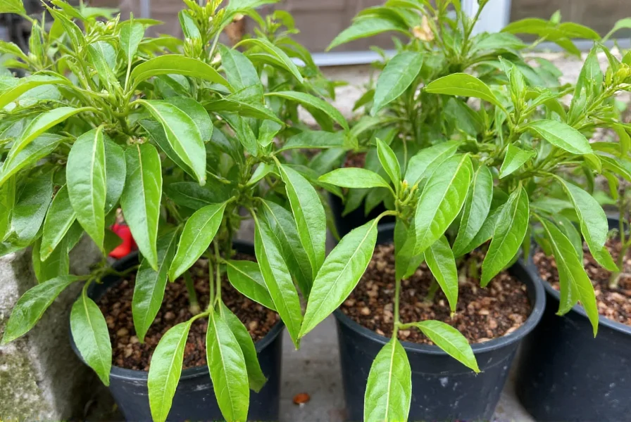Home garden setup showing pepper and chilli plants at different growth stages in containers with proper spacing and support