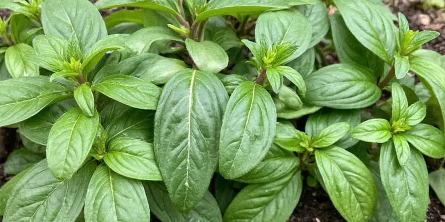 Basil plants growing indoors