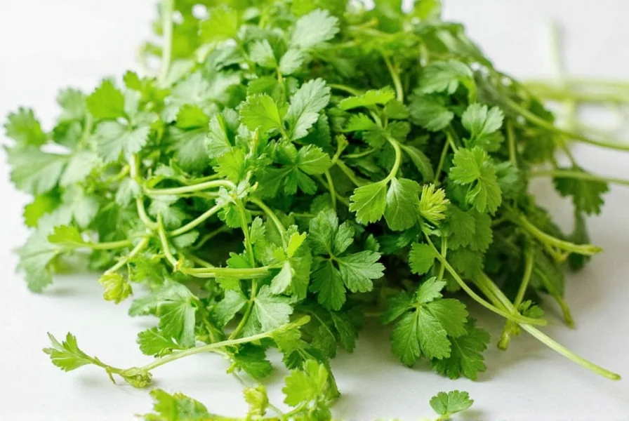 Cilantro vs Coriander: Same Plant Explained