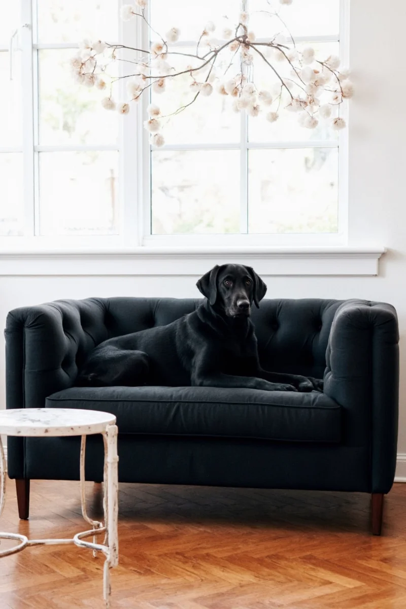 how to choose the ultimate black dog proof couch a fur ocious guide for pet lovers