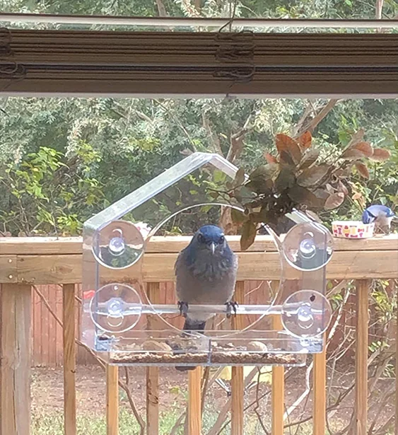 

Hot Sale Competitive Two Sliding Feed Trays Simple Style Bird Feeders For Outdoors Window