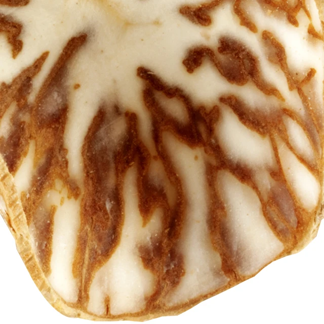 
High Quality Whole / Half Betel Nut for Wholesale 