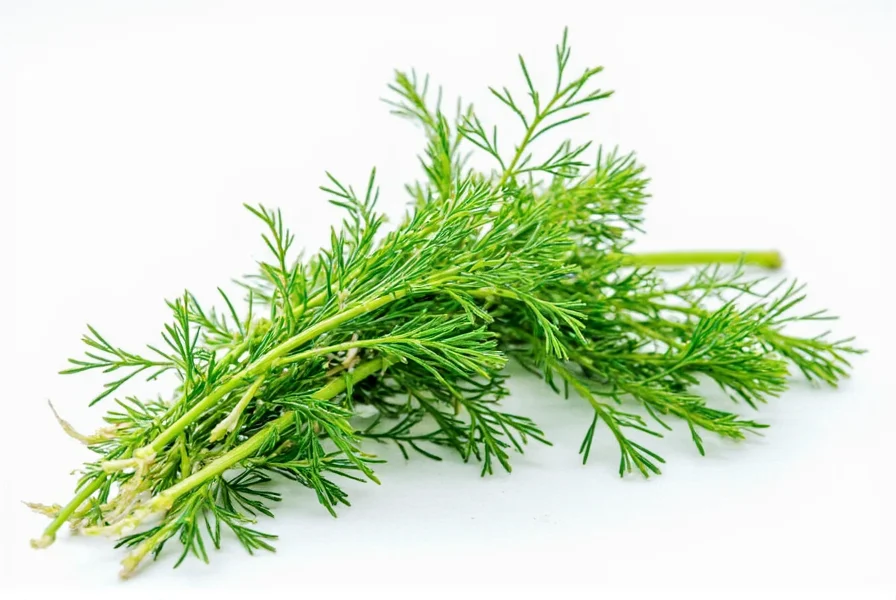 Dill Leaves