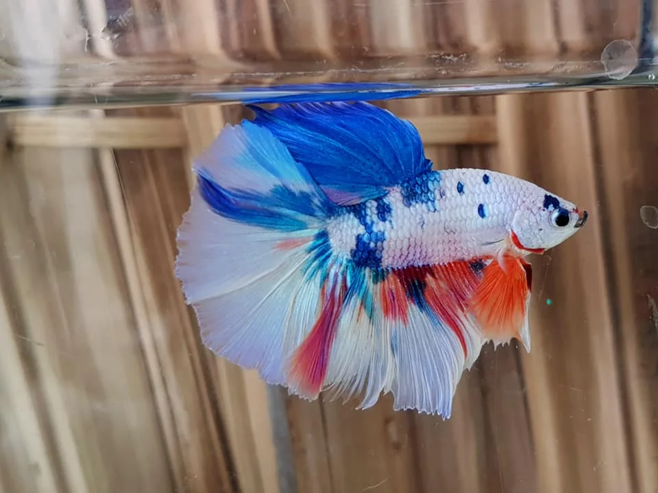
HALFMOONS - Thailand Betta Fish Live Multicolor Koi Galaxy Rose Plakats Male Siamese Fighting Ornamental Fish Pet Aquariums Tank 