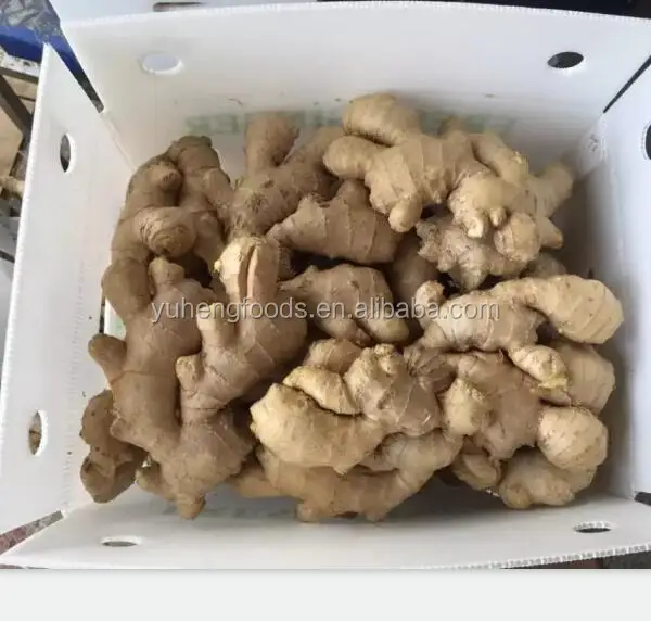 Dried ginger 16.jpg
