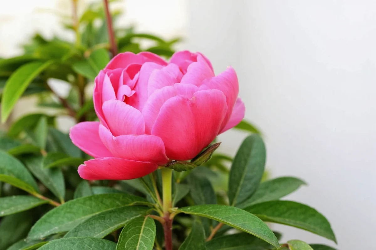 how to care for a peony plant
